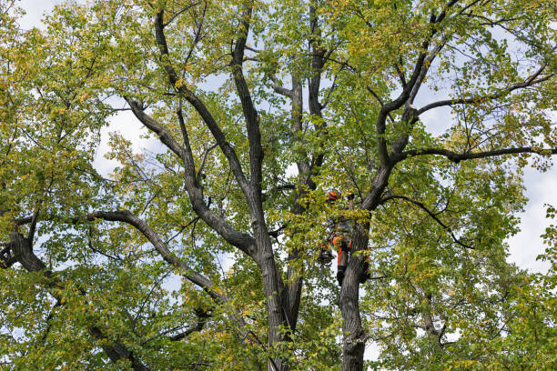 Grundy, VA Tree Removal Services Company